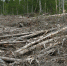clear_cut_forest - КПРФ