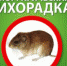 Геморрагическая лихорадка.jpg - Центральная городская больница