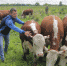 В 2021 году реализуется 4 направления поддержки малых форм хозяйствования в АПК - ИА Чувашинформ