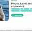 Выхухоль-психолог и нерпа-экопросветитель ответят на вопросы жителей Чувашии об экологии - Министерство образования