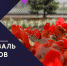 В Чебоксарах началась подготовка к Фестивалю цветов - ГТРК Чувашия