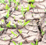 https://agro.cap.ru/news/2023/07/05/pochvennaya-zasuha-v-chetireh-okrugah-chuvashii-vv - Cheboksary.Sm.News