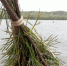 В Куйбышевском водохранилище проверены искусственные нерестилища - Министерство природных ресурсов