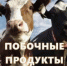 Уведомления об отнесении веществ, образуемых при содержании сельскохозяйственных животных - Газета Таван Ен