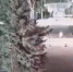 Появилось видео, как легковушка сбивает насмерть женщину на переходе в Шумерле - ChuvashiaNews.Ru
