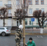 Посадка деревьев в городе Чебоксары велась с учетом мнения горожан - Чебоксары.ру