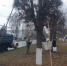 В Чебоксарах проводятся работы по формовочной стрижке деревьев - Администрация г. Чебоксары