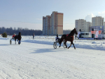 - В Новочебоксарске соревнуются лучшие рысаки Чувашии и Татарстана:  конные бега