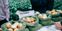 На выставке «Картофель» в Чувашии продемонстрируют достижения более 70 компаний из 17 регионов страны - Минсельхоз Чувашии