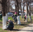 В Чебоксарах продолжается побелка деревьев - Администрация г. Чебоксары