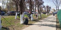 В Чебоксарах продолжается побелка деревьев - Администрация г. Чебоксары