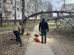 В Чебоксарах проводятся работы по спилу сухостойных и аварийных деревьев
