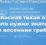 Главный внештатный токсиколог Минздрава Чувашии Надежда Смелова: «В первых весенних грибах содержится сильный яд» - Министерство здравоохранения