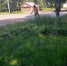 В Чебоксарах продолжается покос городских территорий - Администрация г. Чебоксары