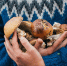 Главная картинка новости: Родственник рыжика — плотный, сладкий и мясистый: грибники его не собирают, а зря! Этот гриб заслуживает места в корзине - ChuvashiaNews.Ru