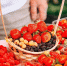 Место, где встречаются вкусы, идеи и люди: Чебоксары готовятся к третьему Ягодному фестивалю в душевной обстановке - Минсельхоз Чувашии