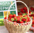 Выпускники «Школы фермера» задают тон Ягодному фестивалю - ИА Чувашинформ