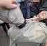 Житель Шумерли признан виновным в покушении на убийство горожанина - Следственное управление