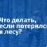 Как не заблудиться, отправляясь в лес за грибами - МЧС Чувашской Республики