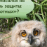 Заповедник «Присурский» приглашает юных знатоков природы на «День защиты животных» - ГТРК Чувашия