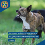 В Шумерлинском округе введен карантин из-за бешенства